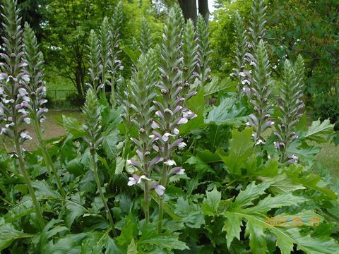 Acanthus mollis