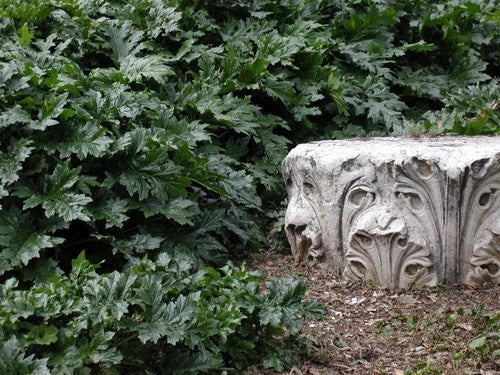Acanthus mollis