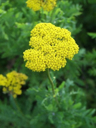 Achillea filipendulina 'Cloth of Gold' / 'Parker'S Variety''