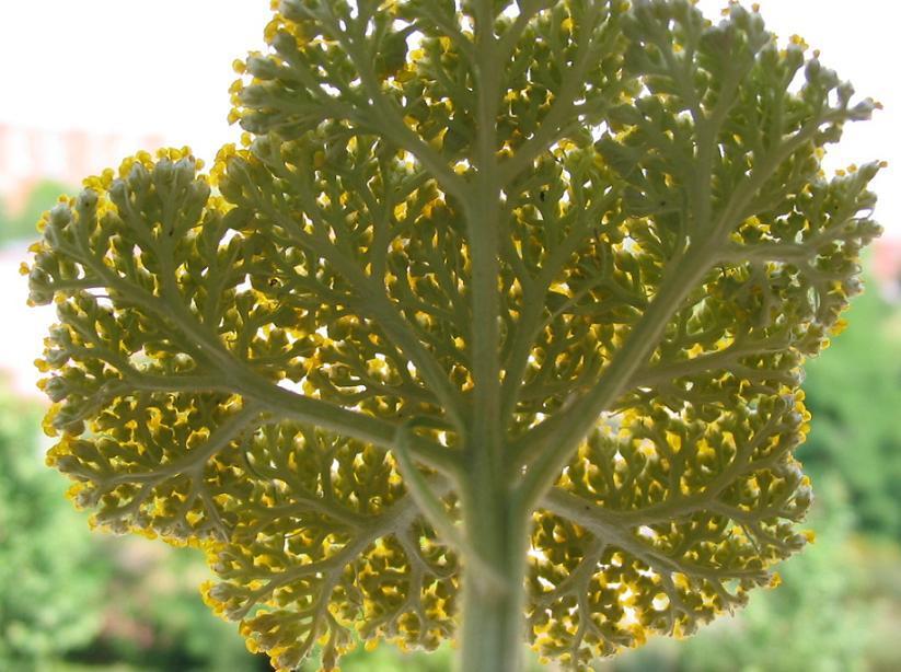 Achillea filipendulina 'Cloth of Gold' / 'Parker'S Variety''