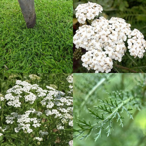 Achillea millefolium 'Walk On It'