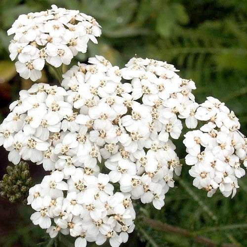 Achillea millefolium 'Walk On It'