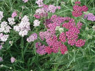 Achillea millefolium 'Cerise Queen'