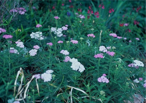 Achillea millefolium 'Cerise Queen'