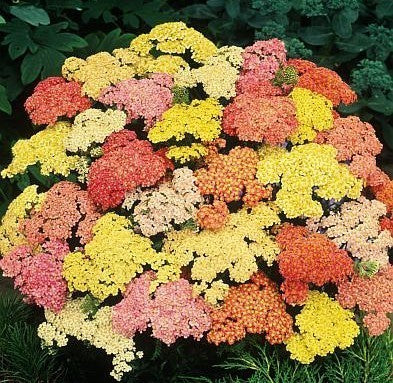 Achillea millefolium 'Summer Pastels' F2 / 'Summer Berries'