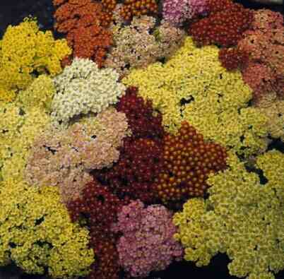 Achillea millefolium 'Summer Pastels' F2 / 'Summer Berries'