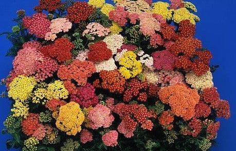 Achillea millefolium 'Summer Pastels' F2 / 'Summer Berries'