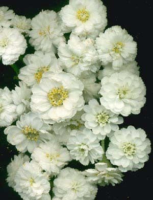 Achillea ptarmica 'The Pearl'