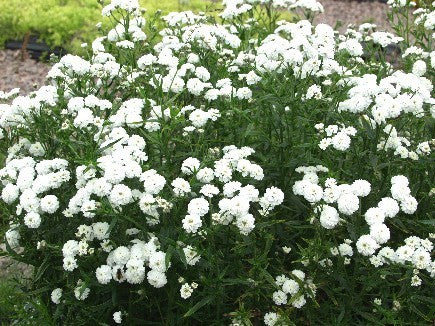 Achillea ptarmica 'The Pearl'