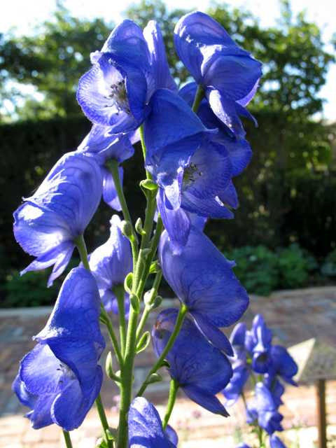 Aconitum carmichaelii var. x arendsii