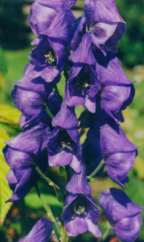 Aconitum carmichaelii var. x arendsii
