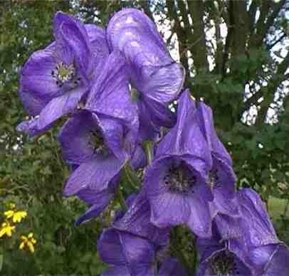 Aconitum carmichaelii var. x arendsii
