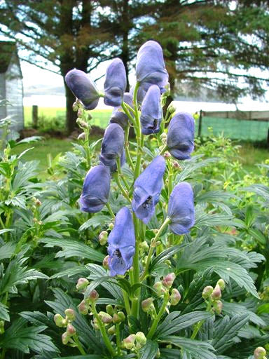 Aconitum carmichaelii var. Wilsonii