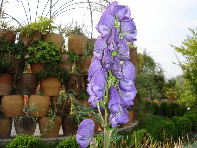 Aconitum carmichaelii var. Wilsonii