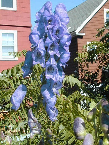 Aconitum carmichaelii var. Wilsonii