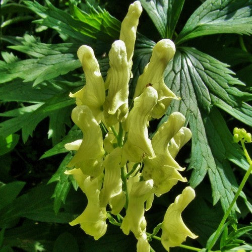 Aconitum lamarckii