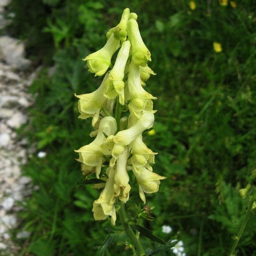 Aconitum lamarckii