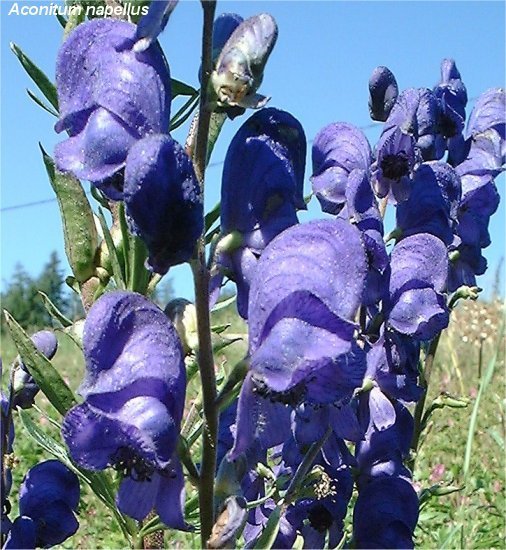Aconitum napellus
