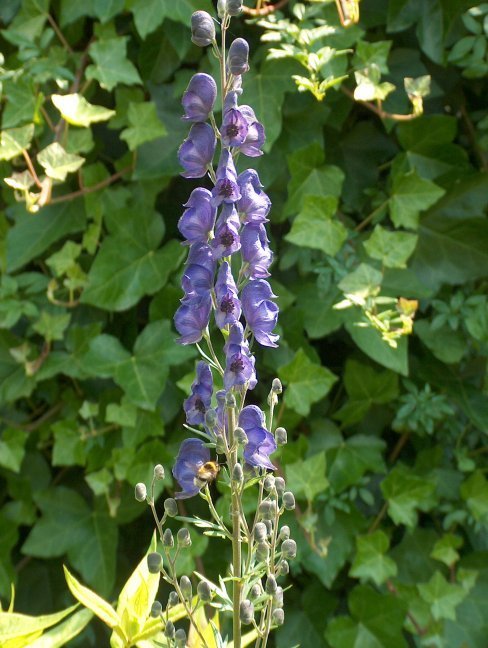 Aconitum napellus