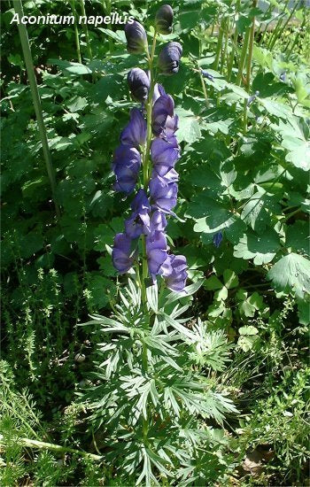 Aconitum napellus