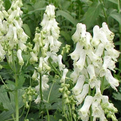 Aconitum septentrionale 'Ivorine'