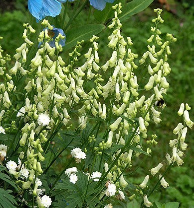 Aconitum vulparia