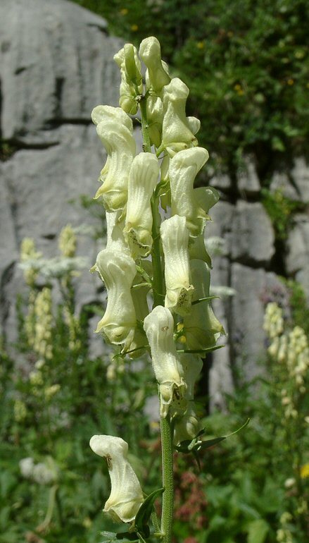 Aconitum vulparia