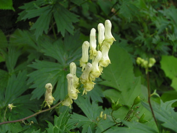 Aconitum vulparia