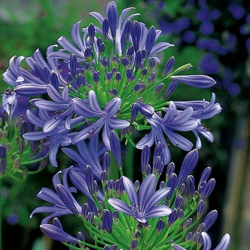 Agapanthus umbellatus 'Headbourn Hybrids'