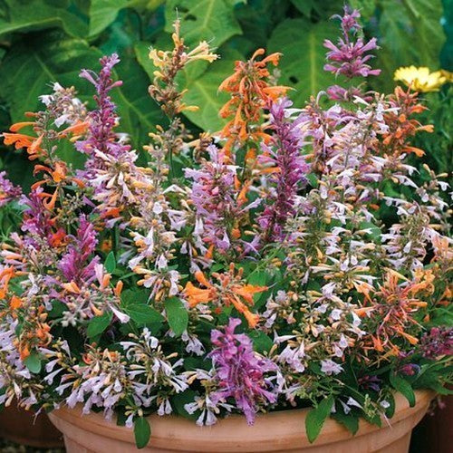Agastache aurantiaca 'Fragrant Carpet'