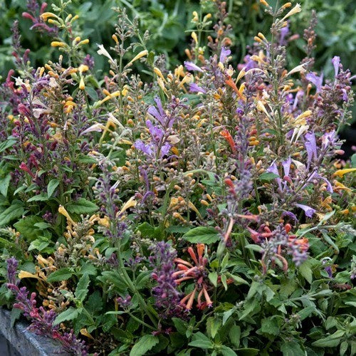 Agastache aurantiaca 'Fragrant Carpet'