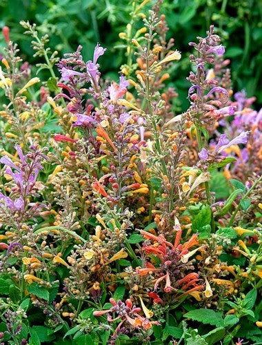 Agastache aurantiaca 'Fragrant Carpet'