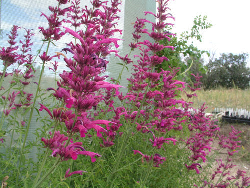 Agastache cana 'Heather Queen'