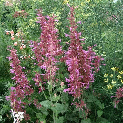 Agastache cana 'Heather Queen'