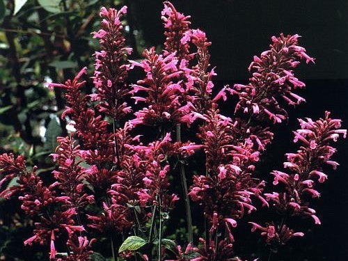 Agastache cana 'Heather Queen'