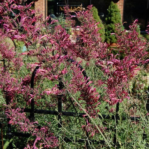 Agastache cana 'Heather Queen'