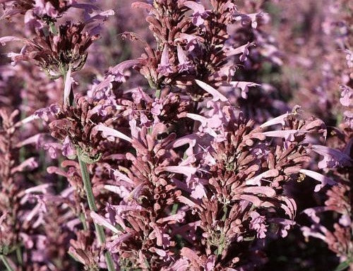 Agastache cana 'Heather Queen'