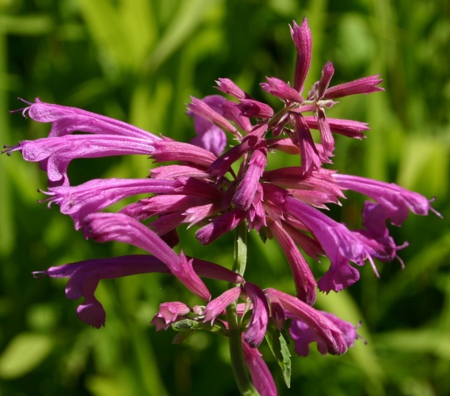 Agastache cana 'Heather Queen'