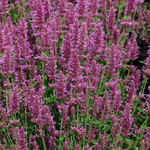 Agastache hybriden 'Arcado Pink'