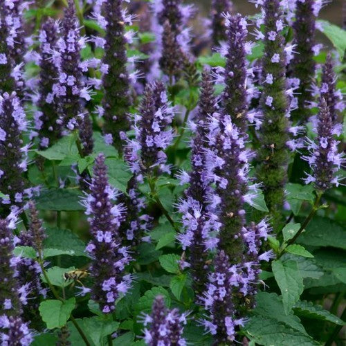 Agastache hybriden 'Astello Indigo'