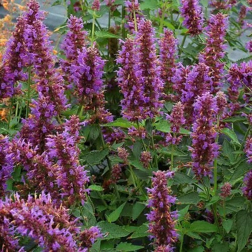 Agastache hybriden 'Blue Boa'