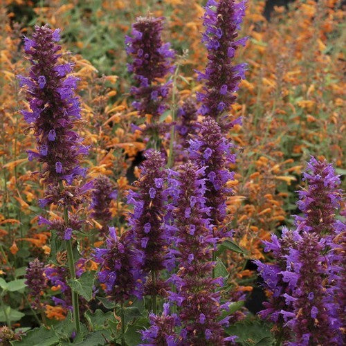 Agastache hybriden 'Blue Boa'
