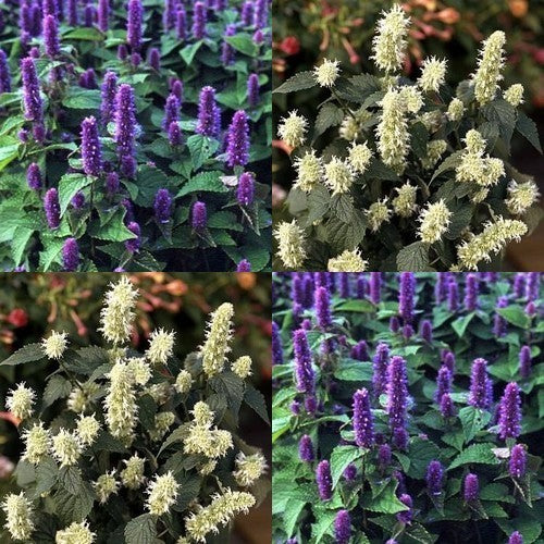 Agastache hybriden 'Blue & White'