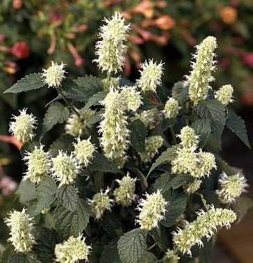 Agastache hybriden 'Blue & White'