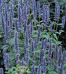 Agastache hybriden 'Blue & White'