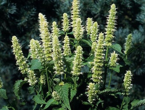 Agastache hybriden 'Blue & White'