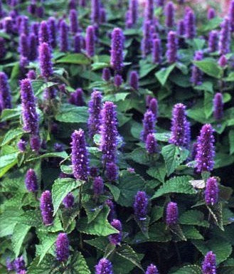 Agastache hybriden 'Blue & White'