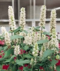 Agastache hybriden 'Blue & White'