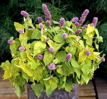 Agastache rugosa 'Golden Jubilee'