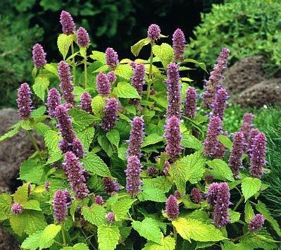 Agastache rugosa 'Golden Jubilee'